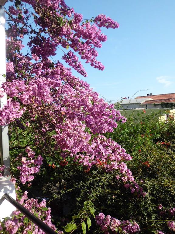 Apartman Viskovic